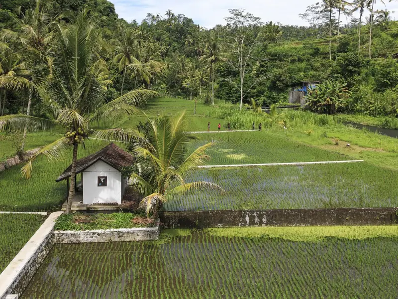 Arrozales en terrazas en Bali
